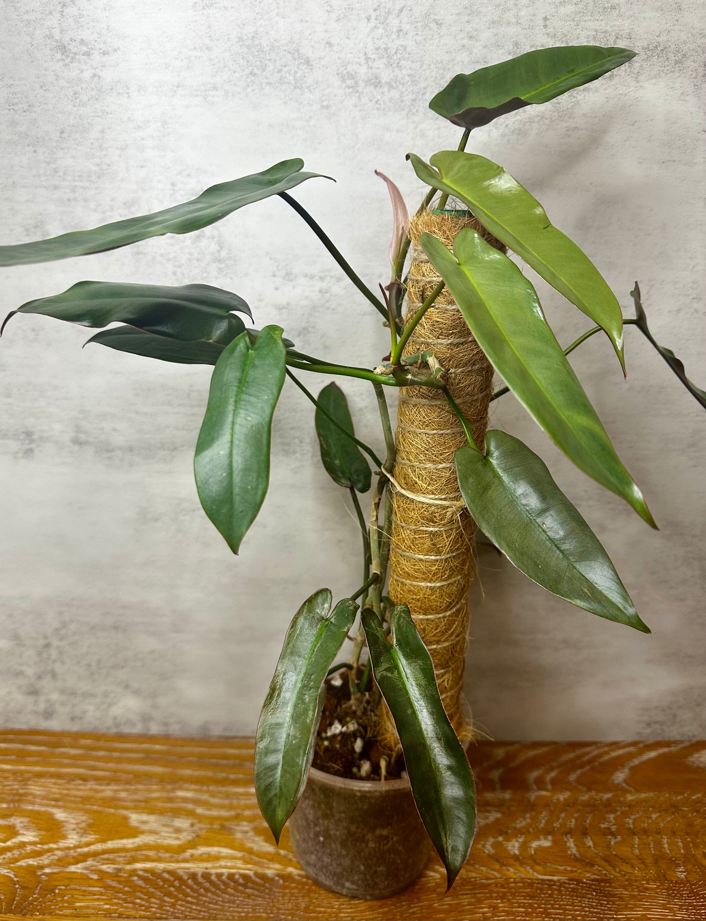 Philodendron Atabapoense