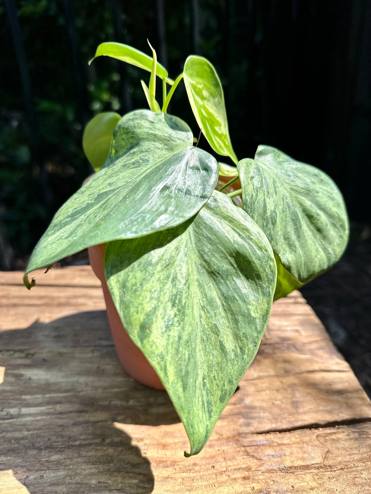 Philodendron Hederaceum Heart Leaf Variegated