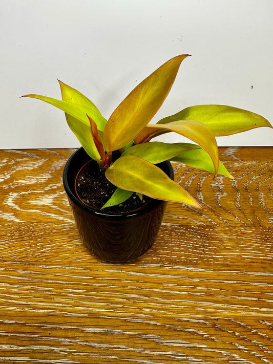 Philodendron Prince of Orange