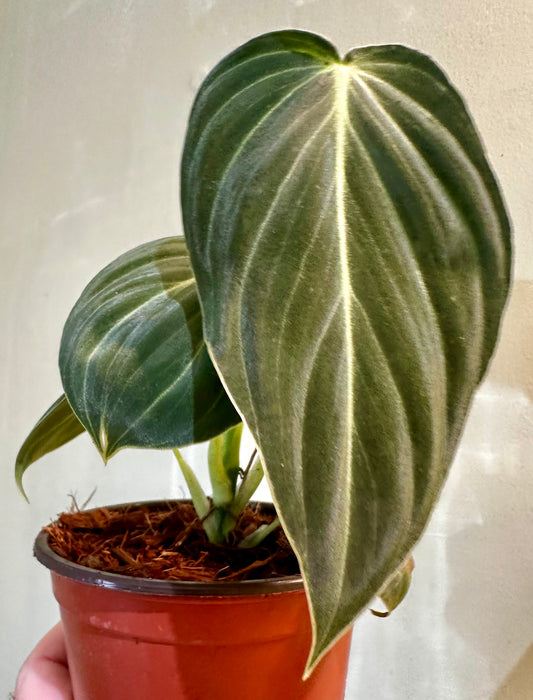Philodendron Melanochrysum
