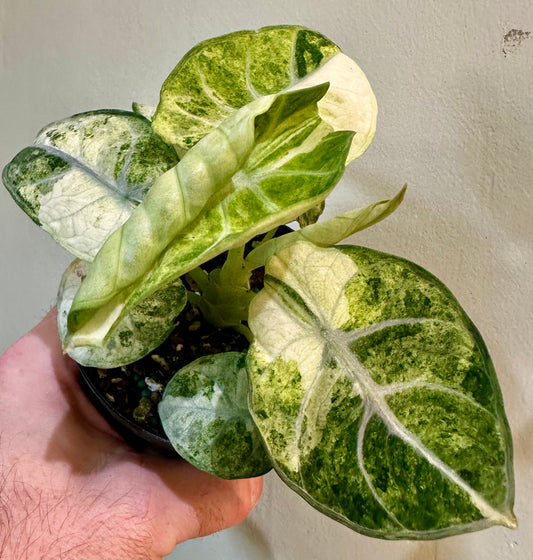 Alocasia Ninja Tricolor