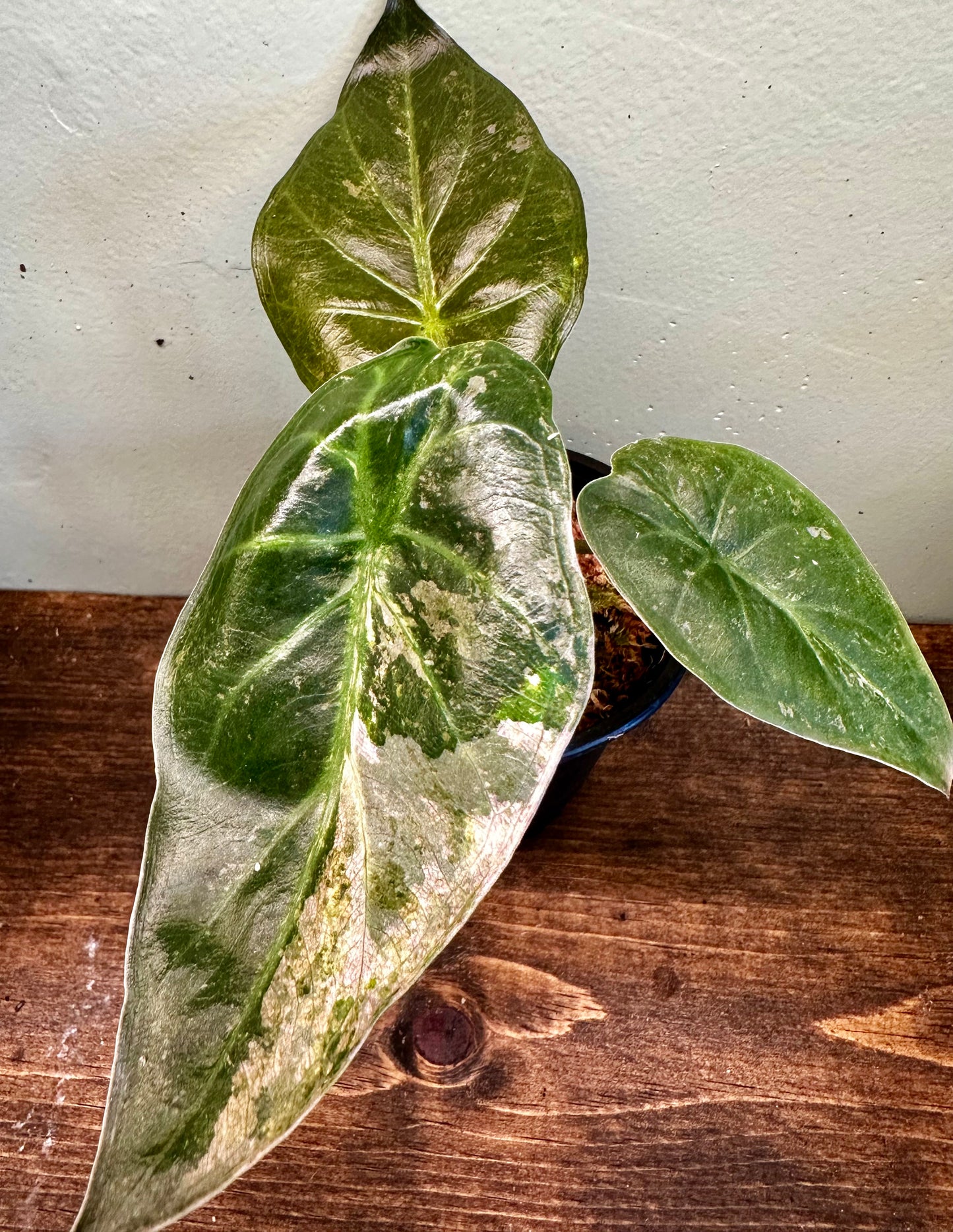 Alocasia Wentii Pink Splash