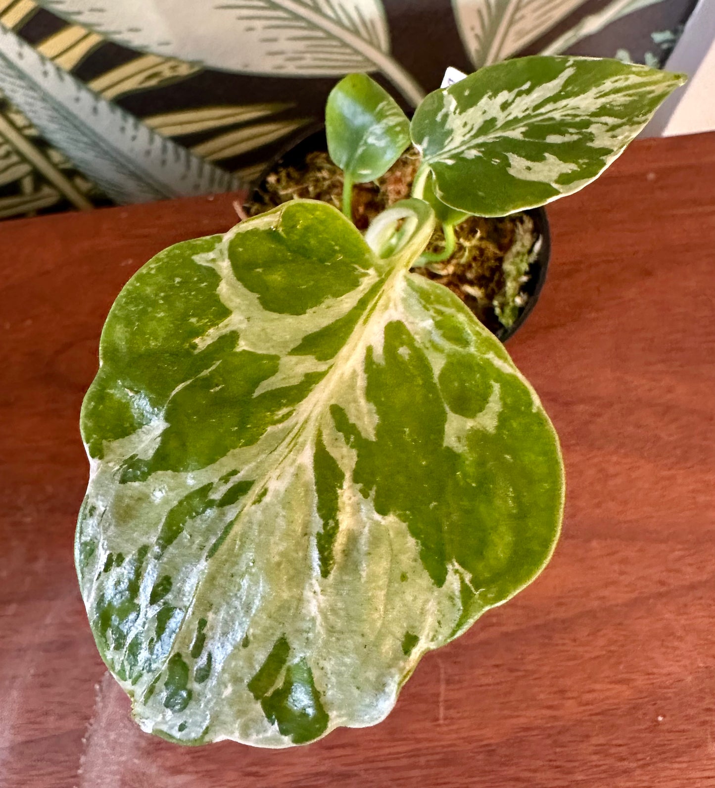 Monstera Bulbasaur