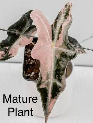 Alocasia Nobilis Pink Tissue Culture Plant