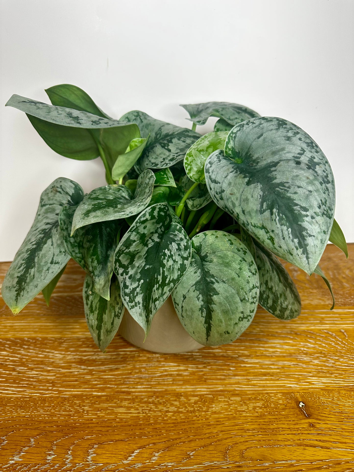 Scindapsus Pictus Exotica