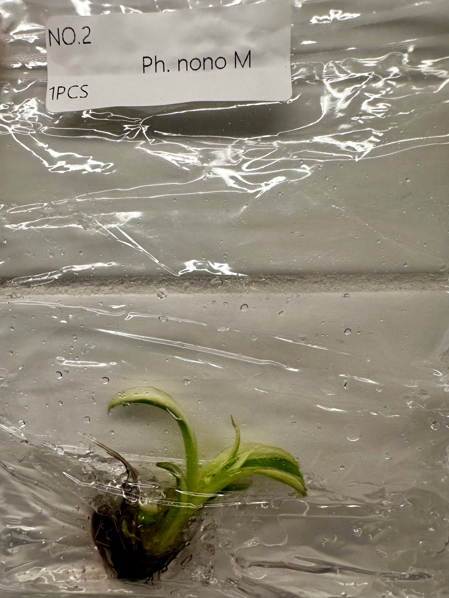Musa Nono Pink Tissue Culture