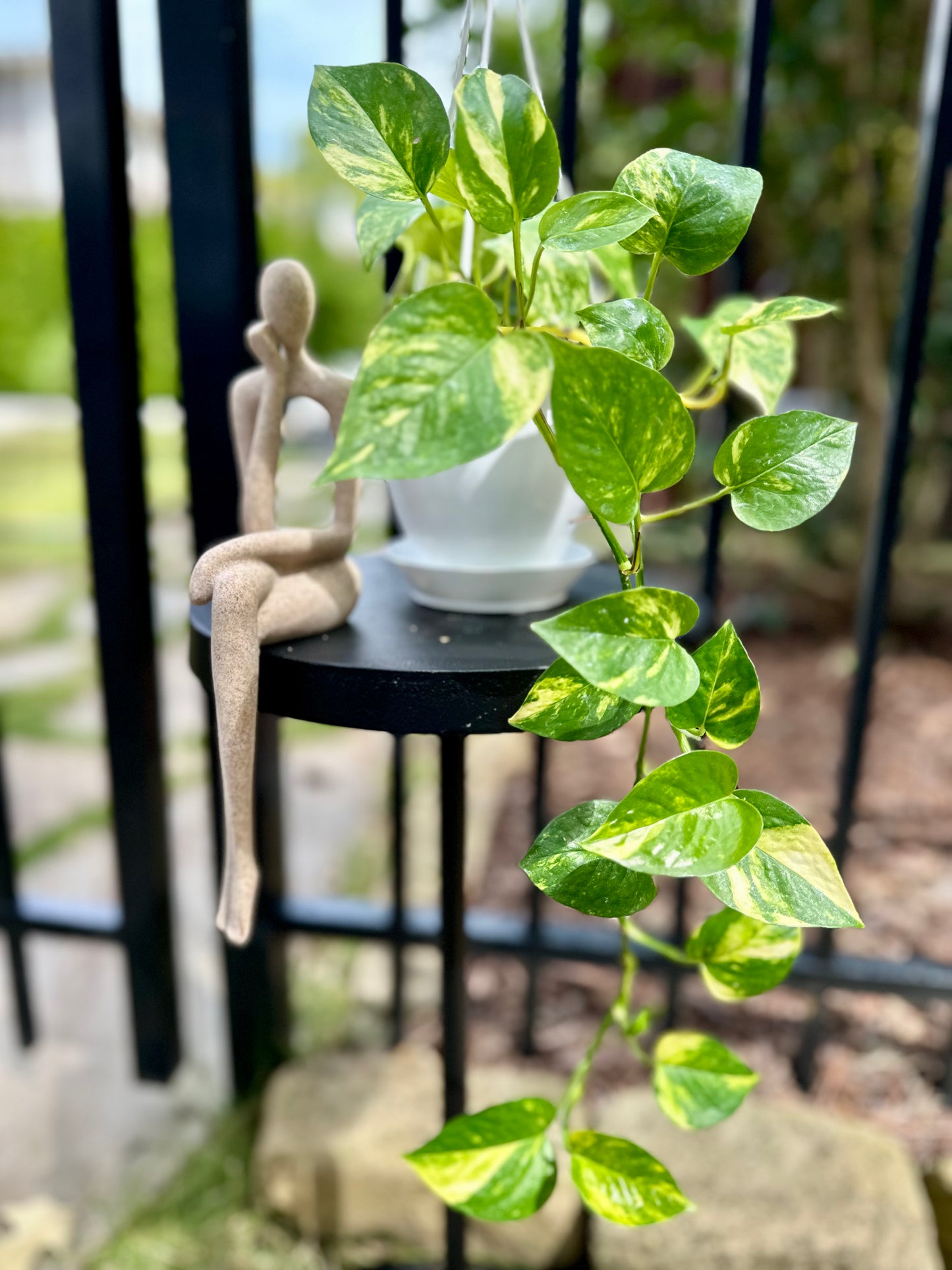 Pothos Hawaiian