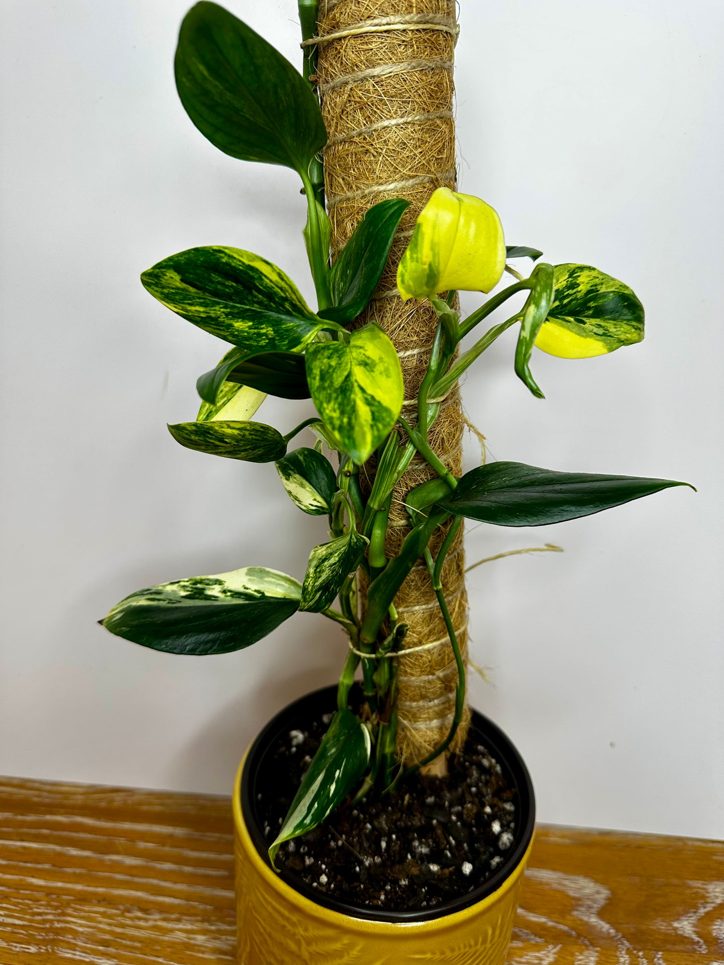 Monstera Standleyana Aurea on a Coco Coir Pole