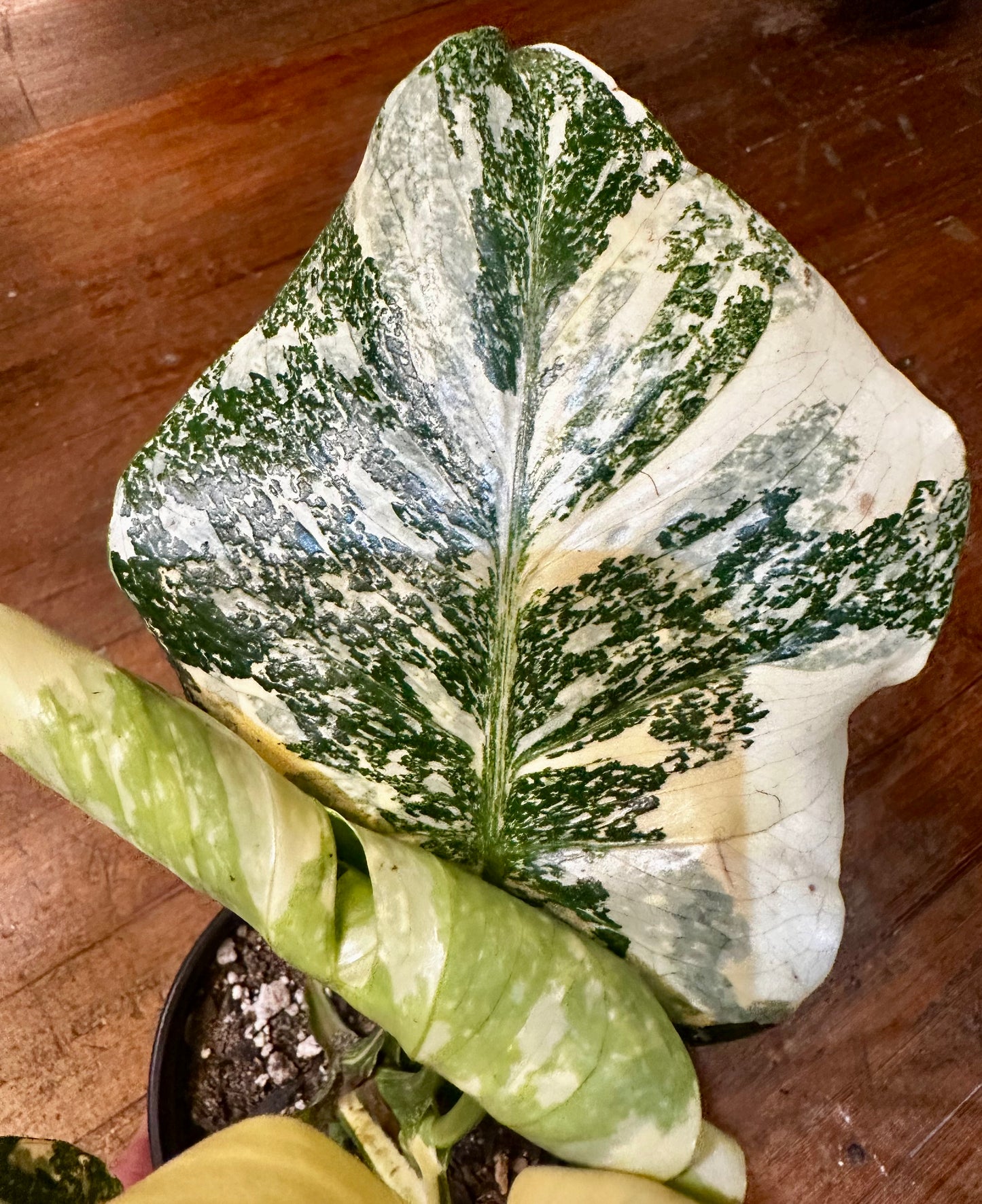 Monstera Starlight