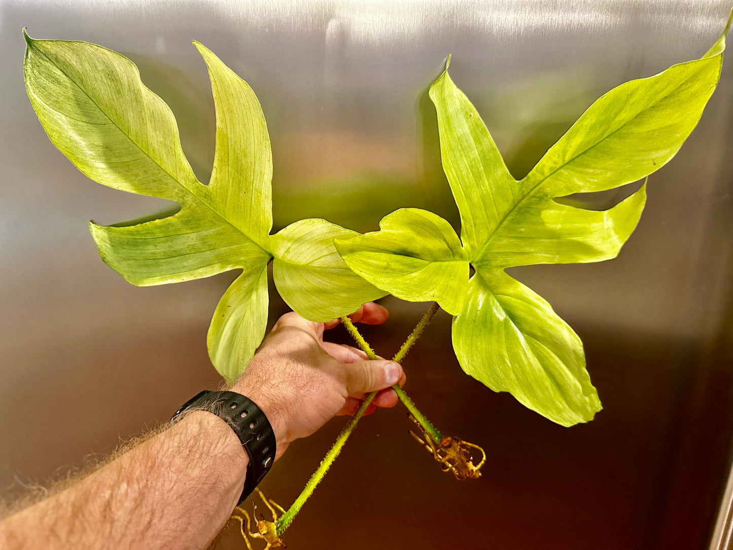 Philodendron Squamiferum x FL Ghost Cutting