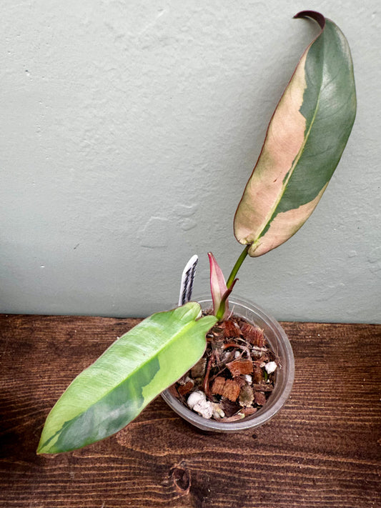 Philodendron Atabapoense Variegated