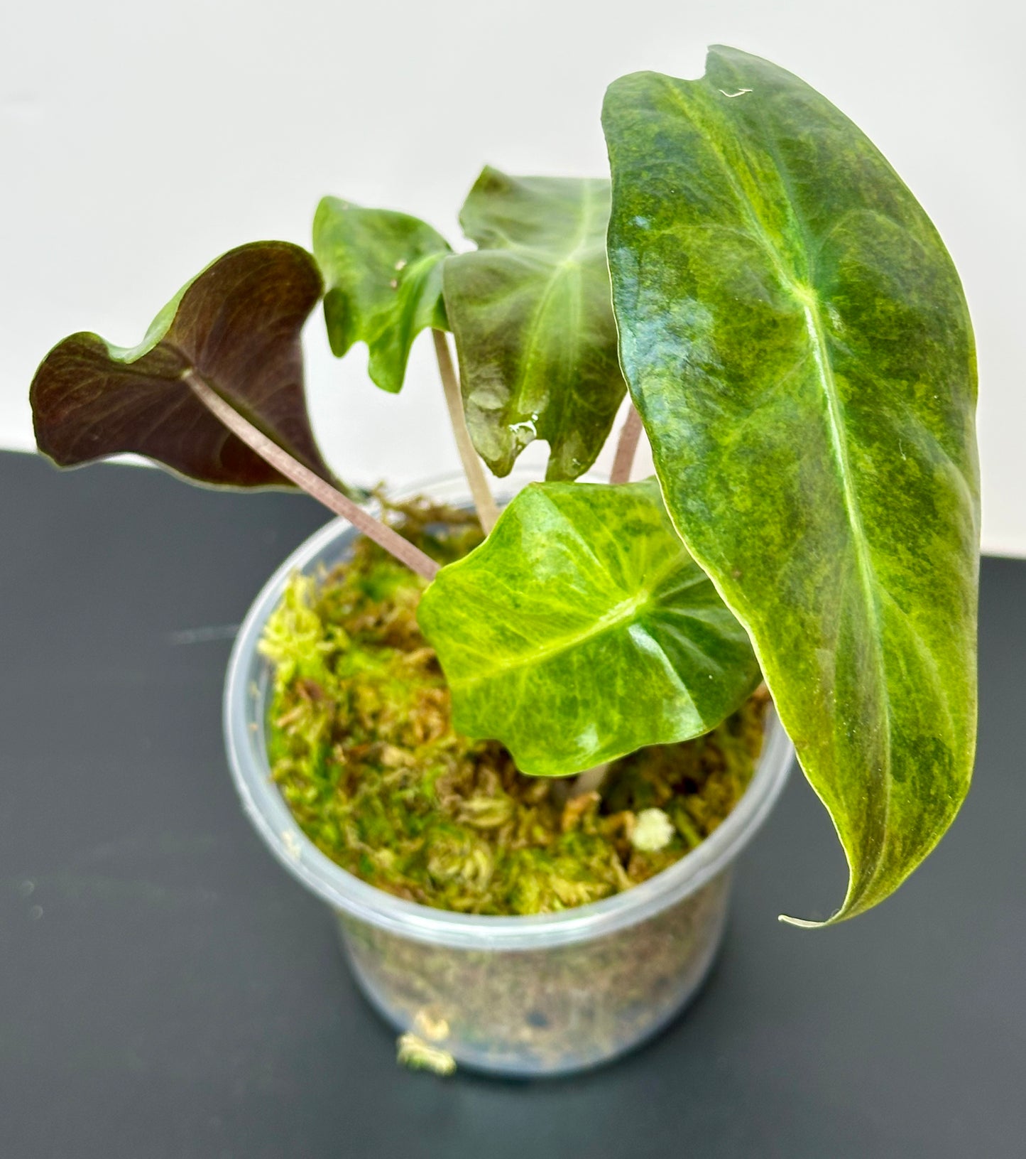 Alocasia Nairobi Nights Aurea