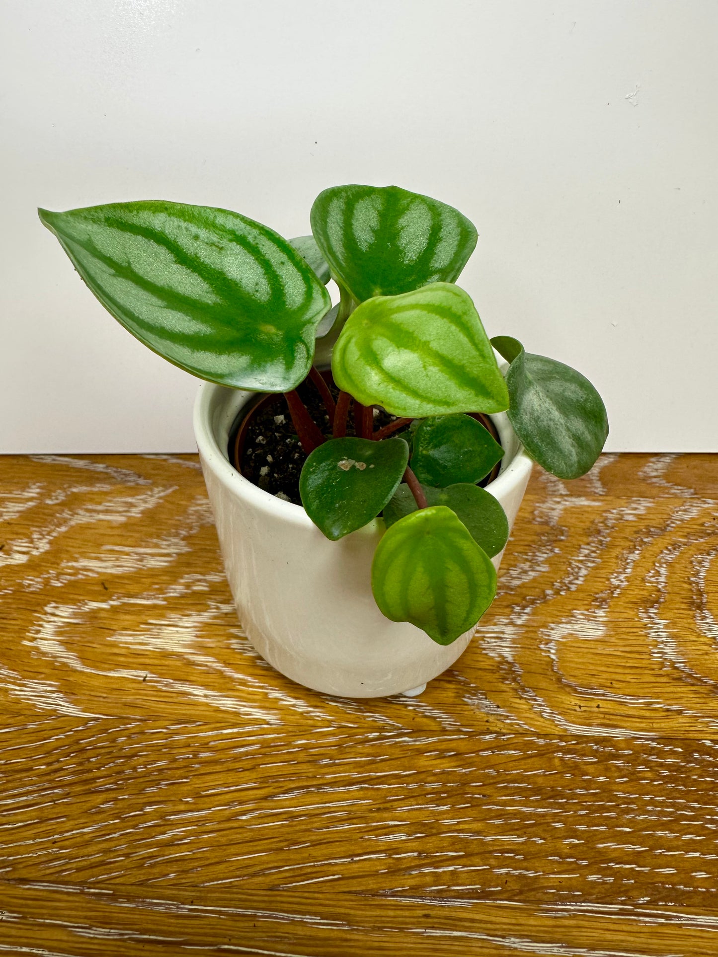 Peperomia Argyreia Watermelon