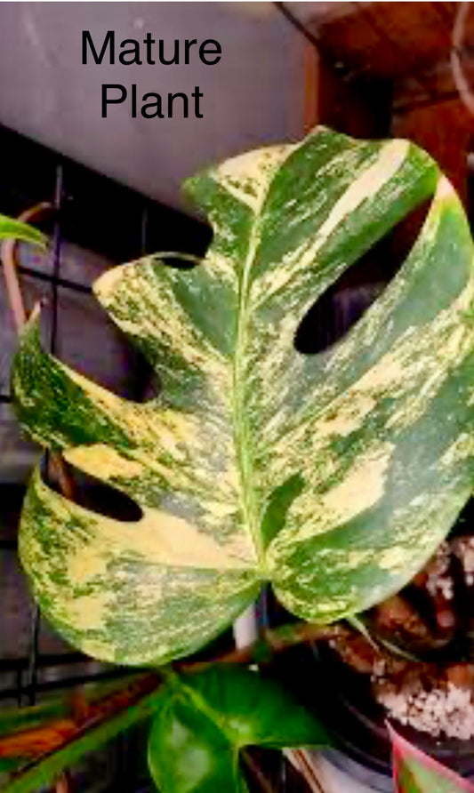 Monstera Placer Gold Tissue Culture Plant