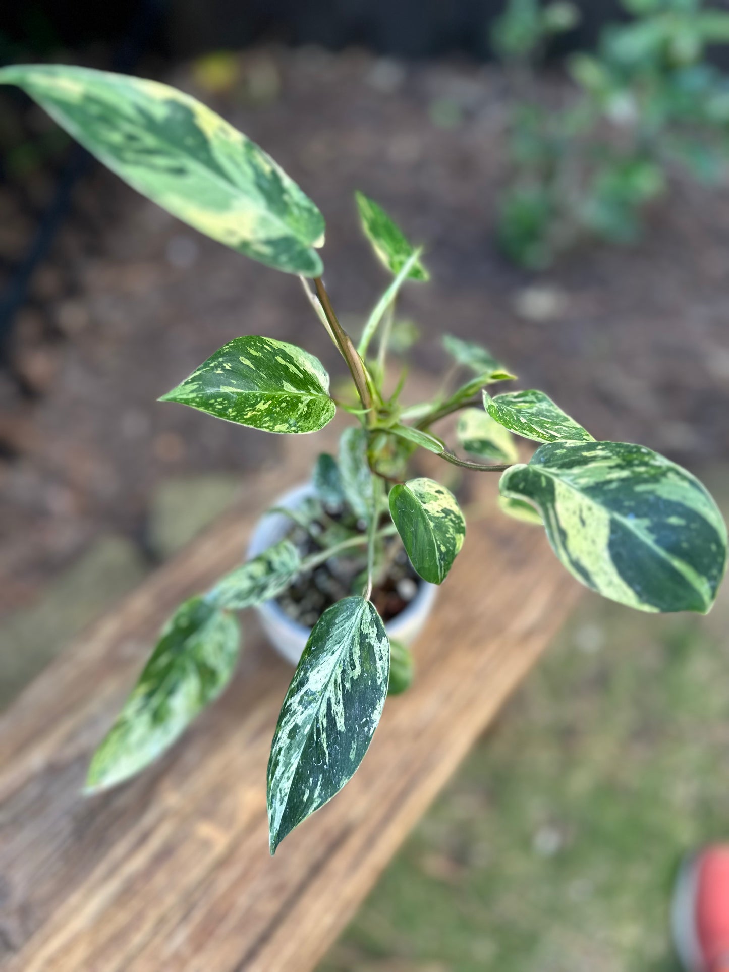 Philodendron Emerald Queen