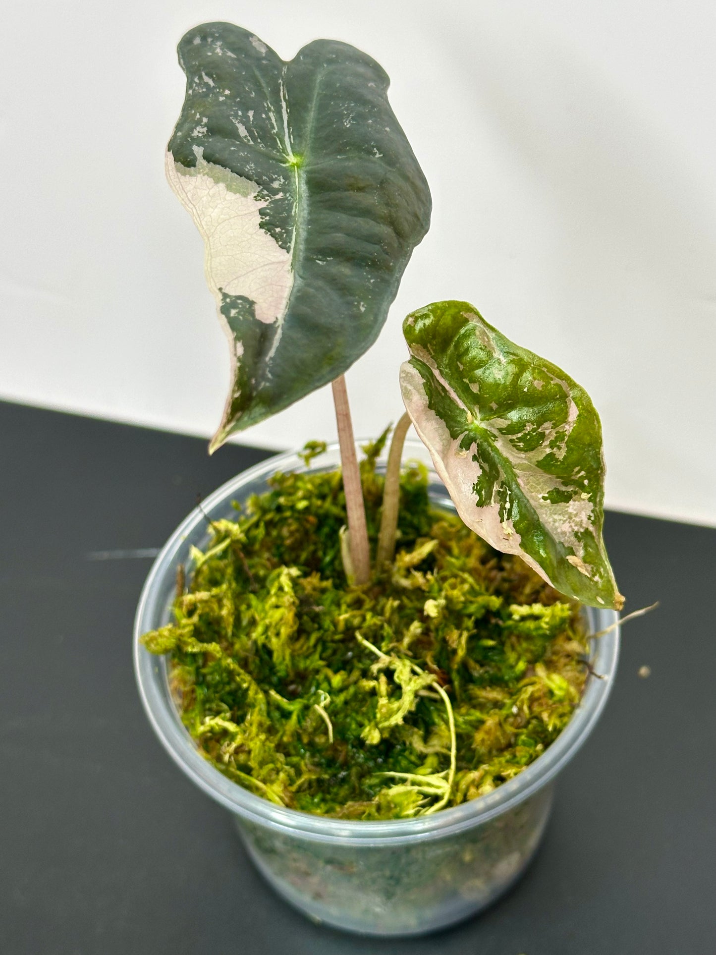 Alocasia Pink Nobilis