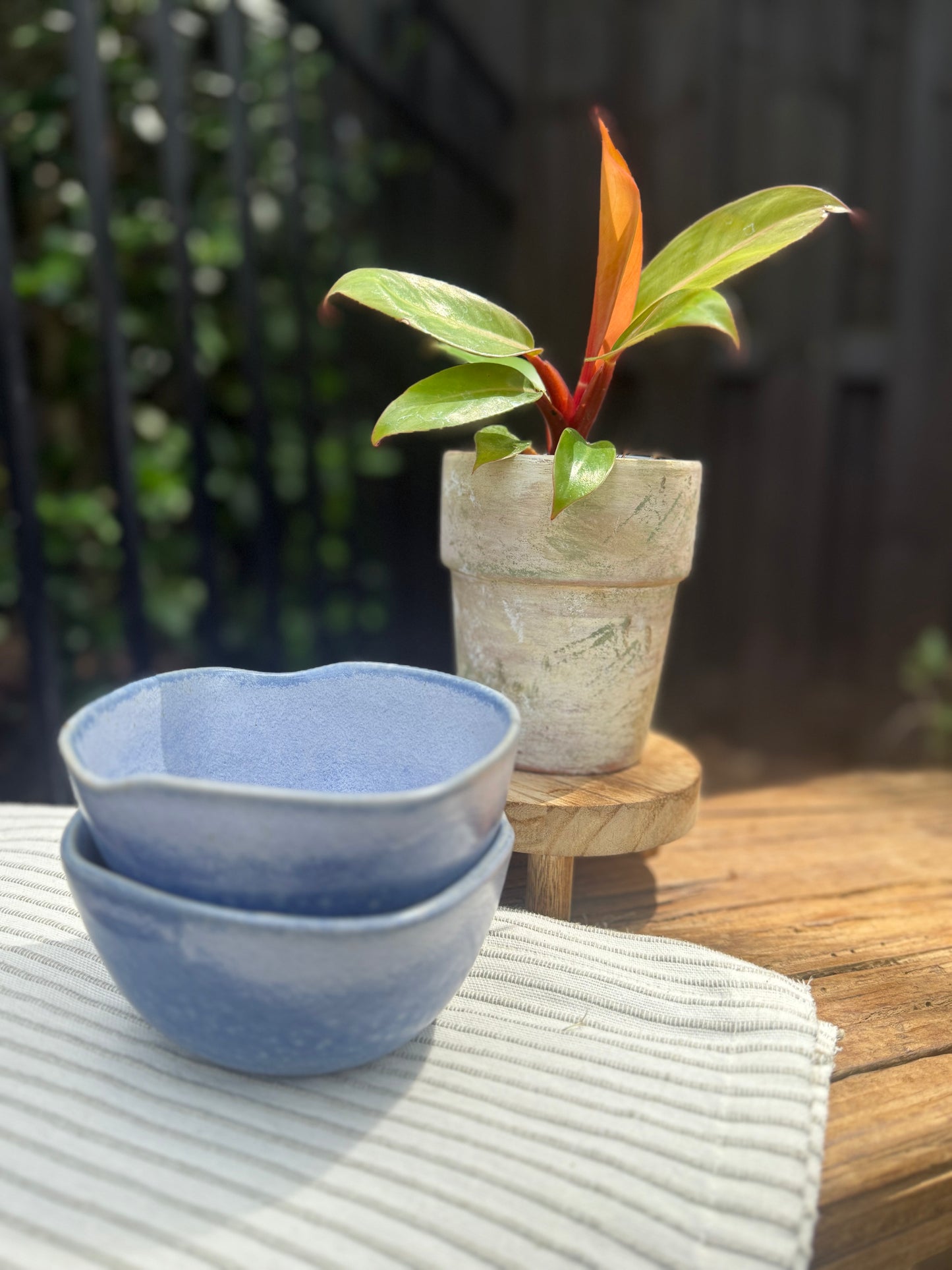 Philodendron Prince of Orange