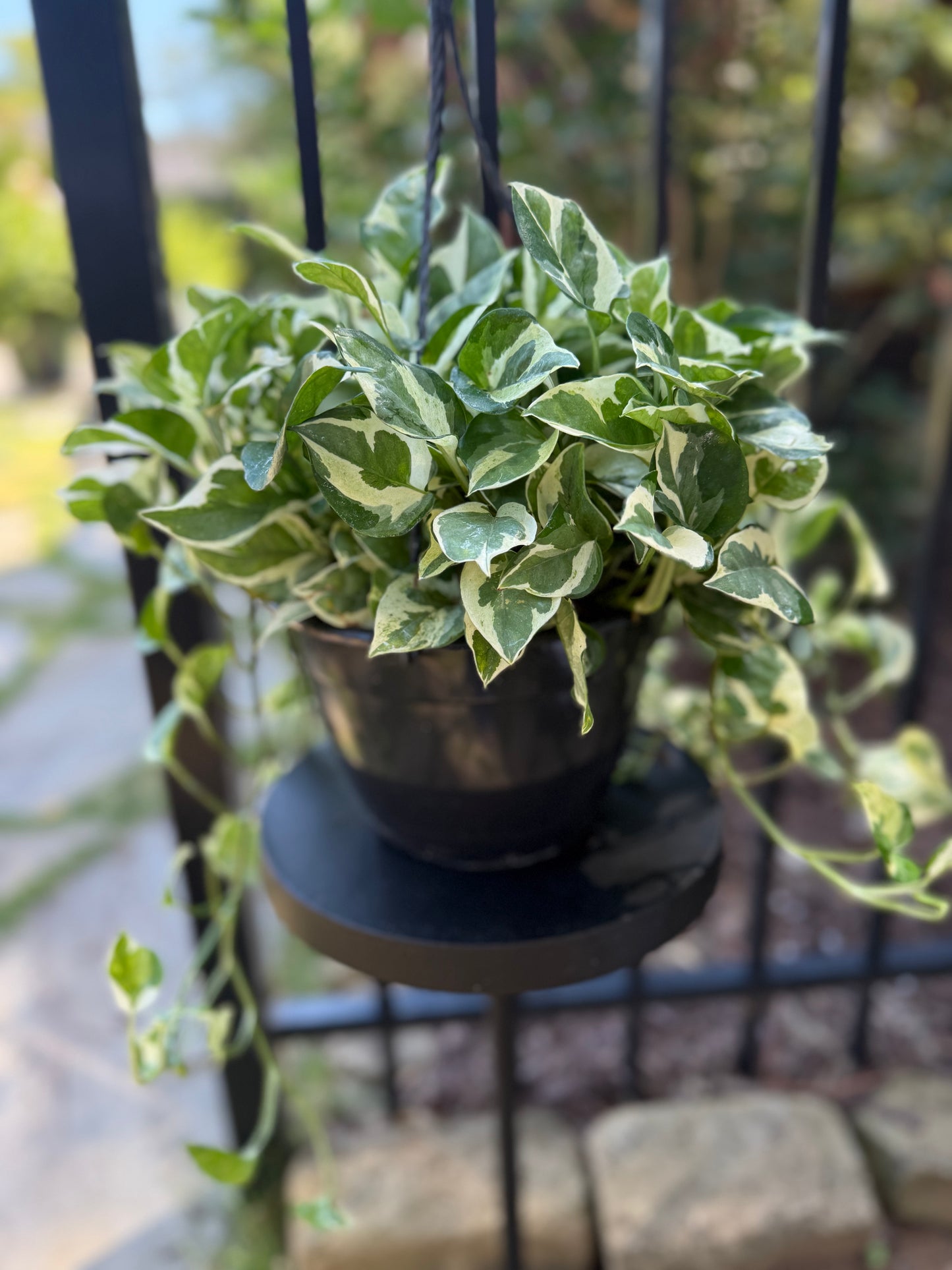 Pothos N Joy