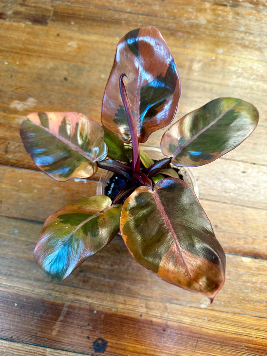 Philodendron Black Cardinal Variegated