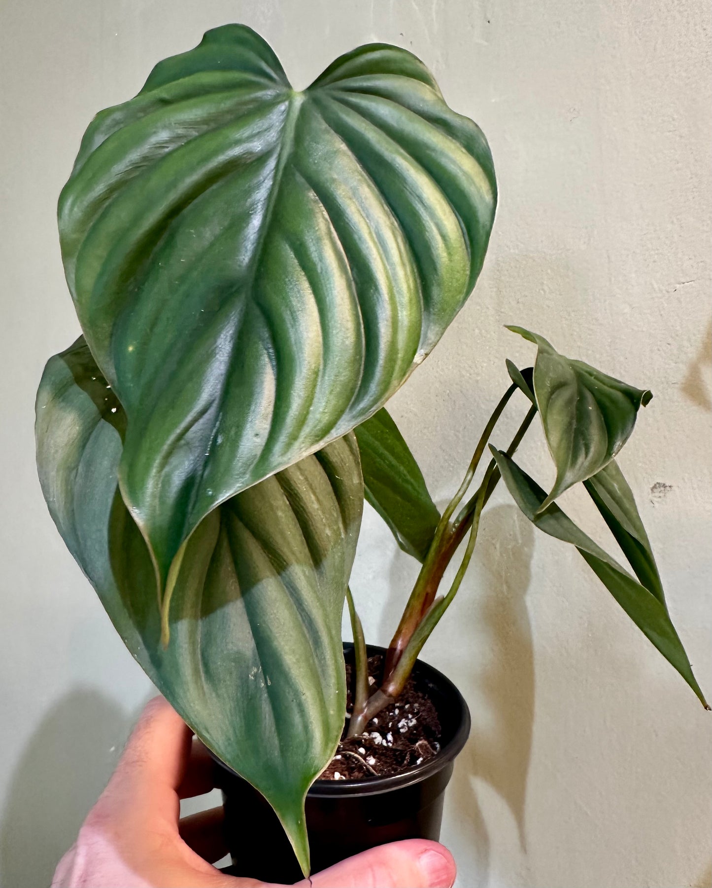 Philodendron Silver Columbia