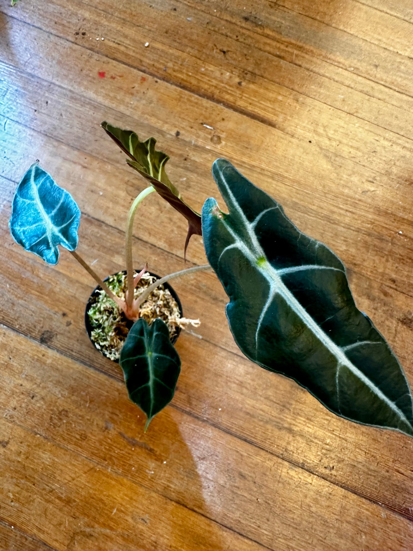 Alocasia Purpley