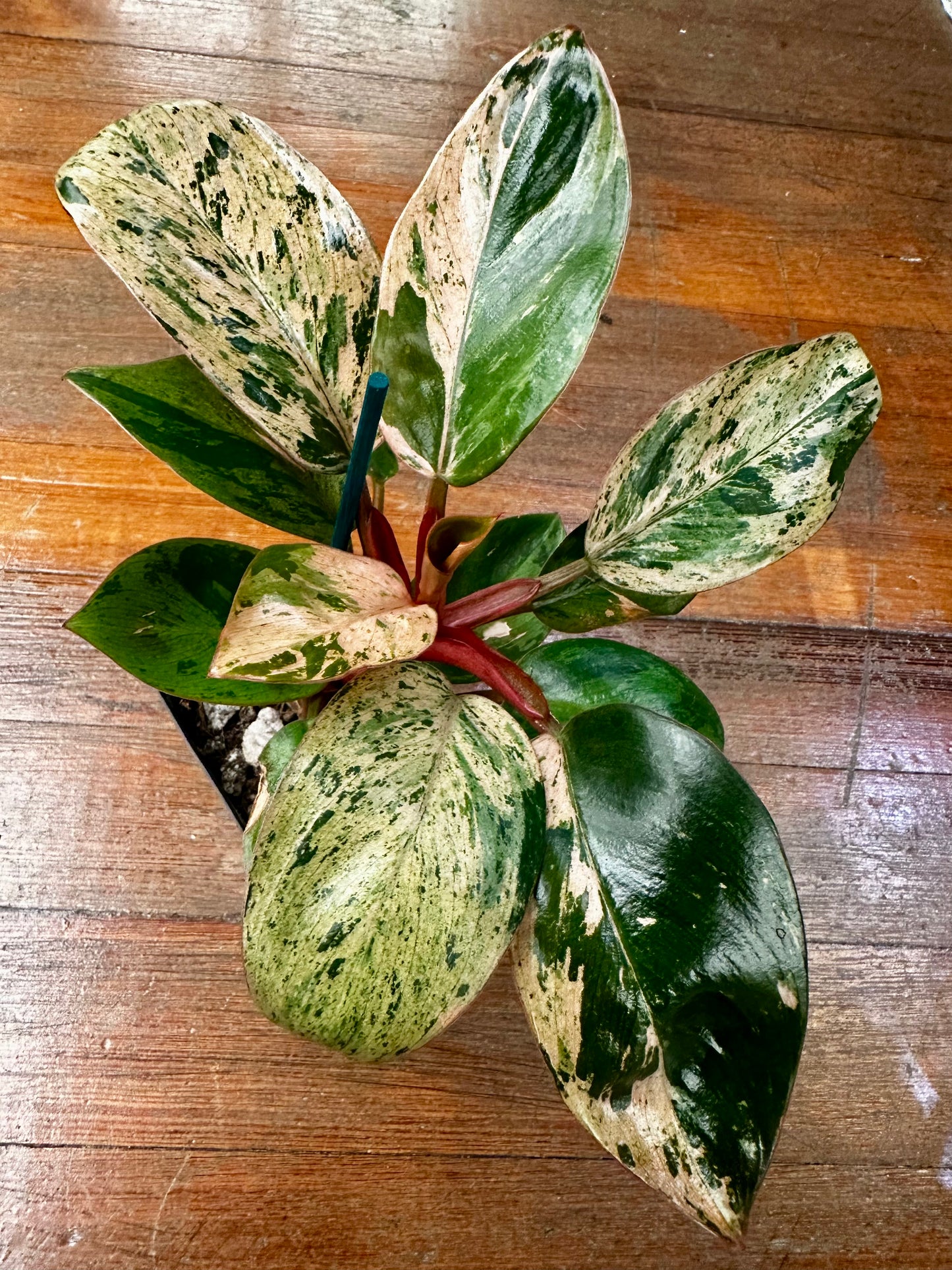 Philodendron Red Congo Pink Mint