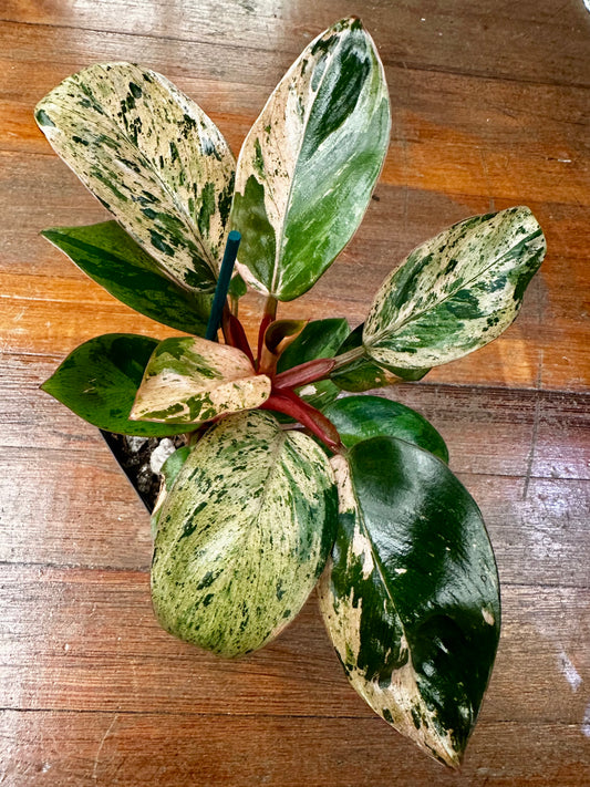 Philodendron Red Congo Pink Mint