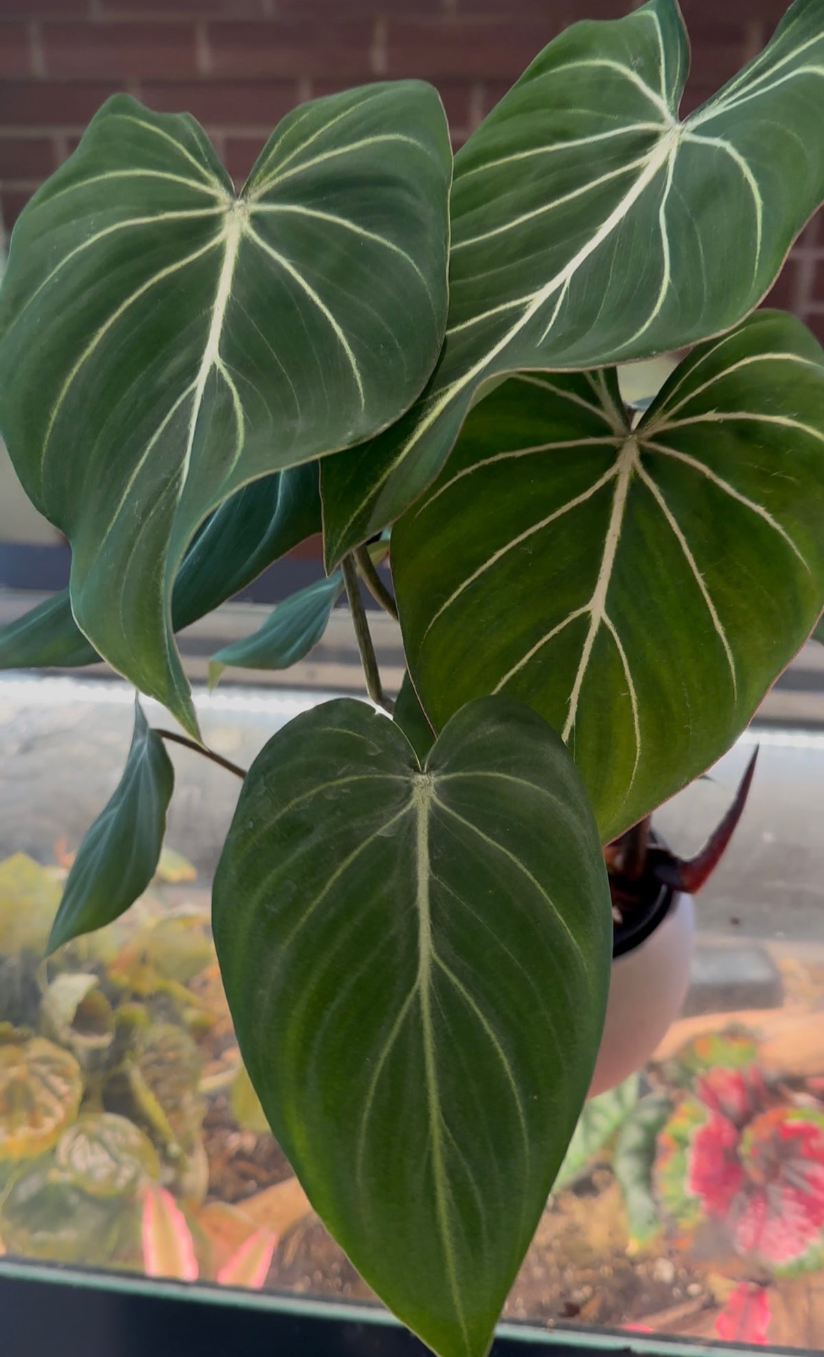 Philodendron Gloriosum