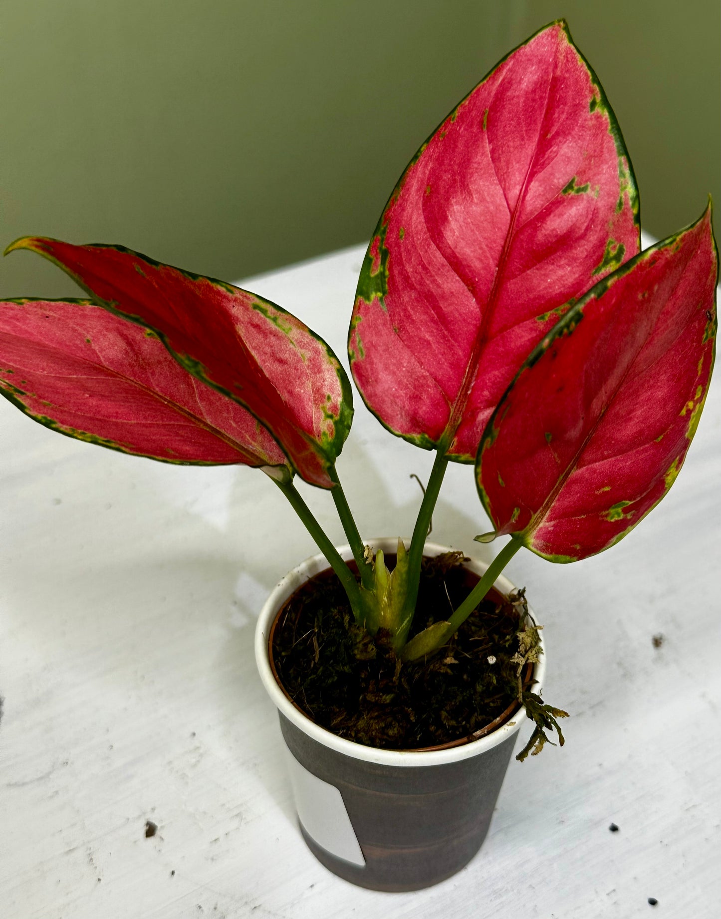 Aglaonema Super Pink