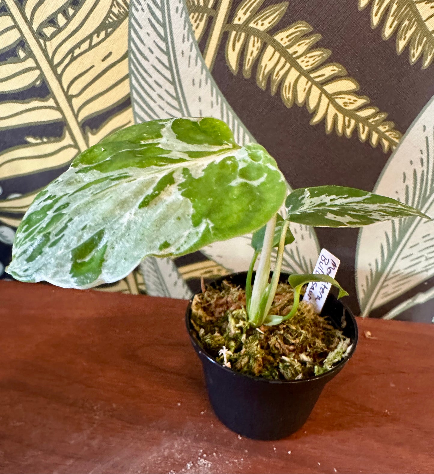 Monstera Bulbasaur