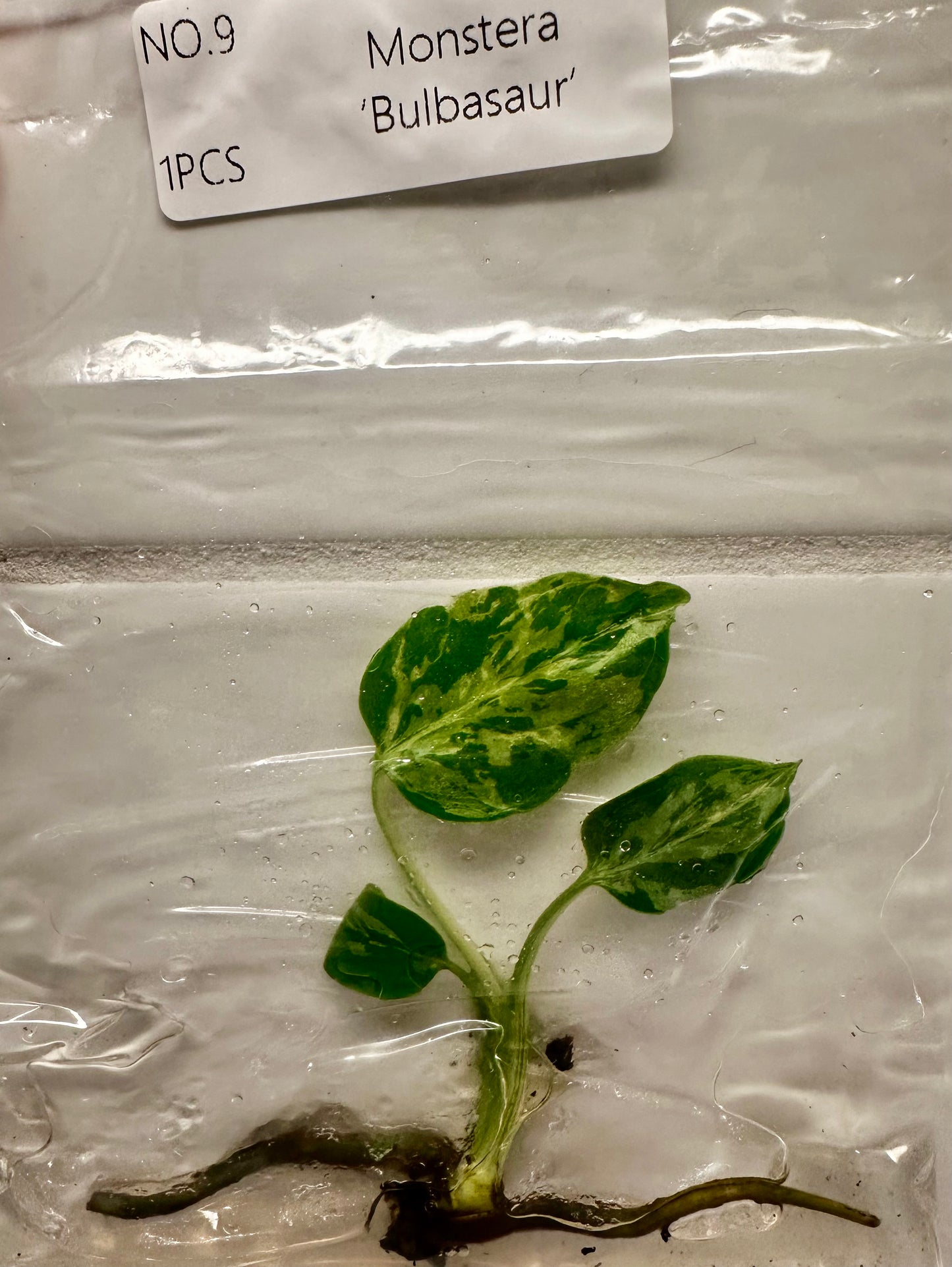 Monstera Bulbasaur Tissue Culture
