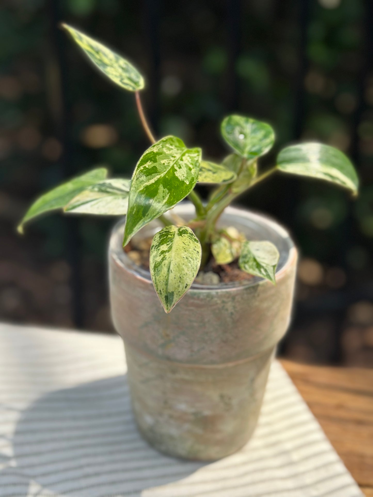 Philodendron Emerald Queen