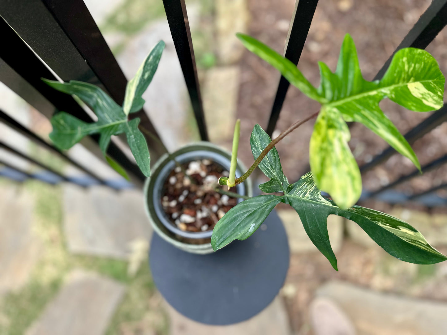 Philodendron Florida Beauty
