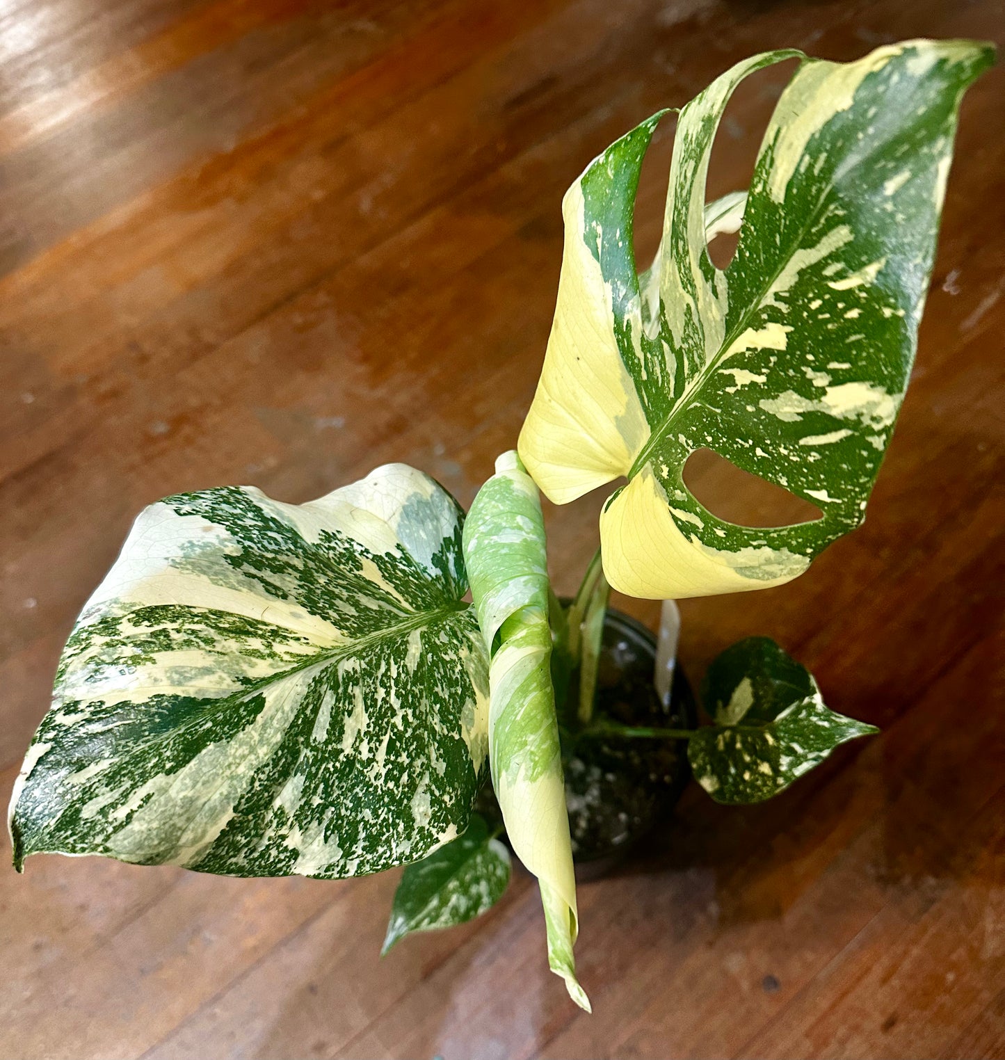 Monstera Starlight