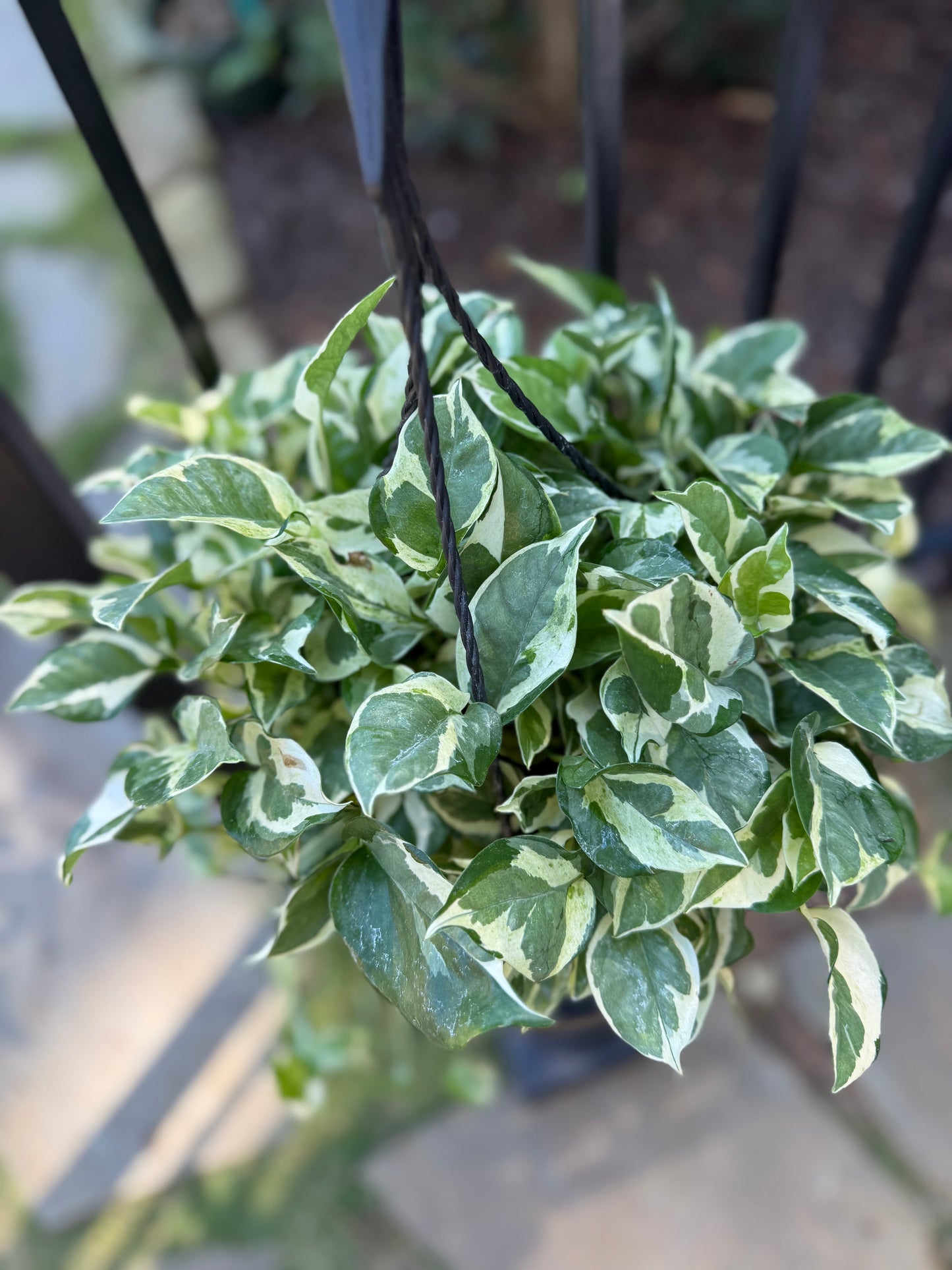 Pothos N Joy