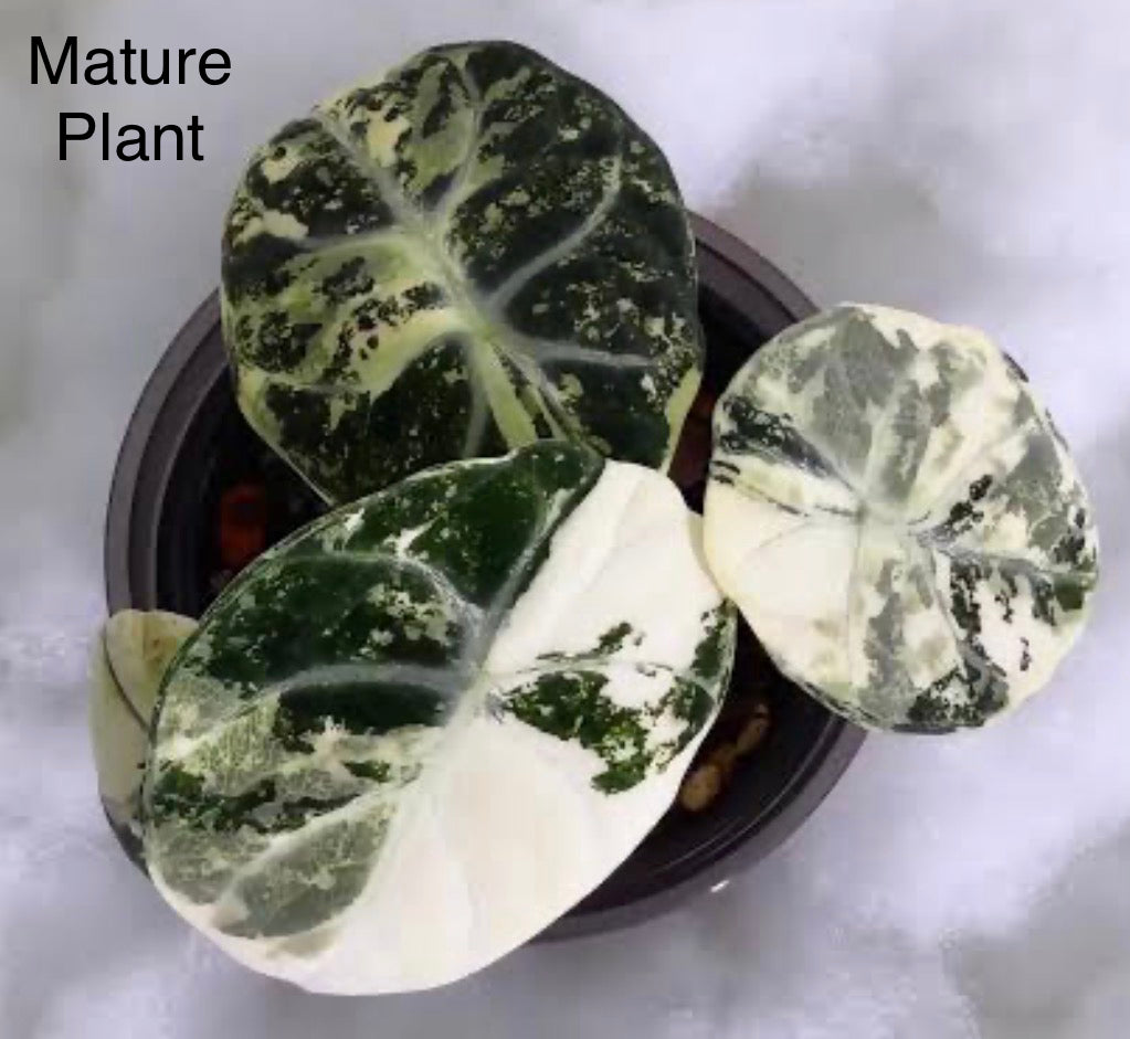 Alocasia Ninja Albo Tissue Culture
