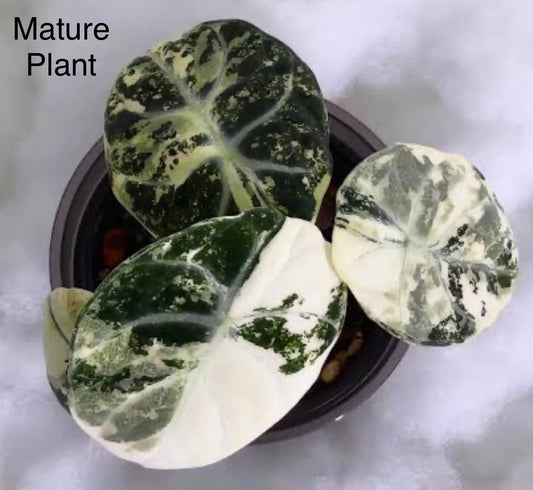Alocasia Ninja Albo Tissue Culture Plant