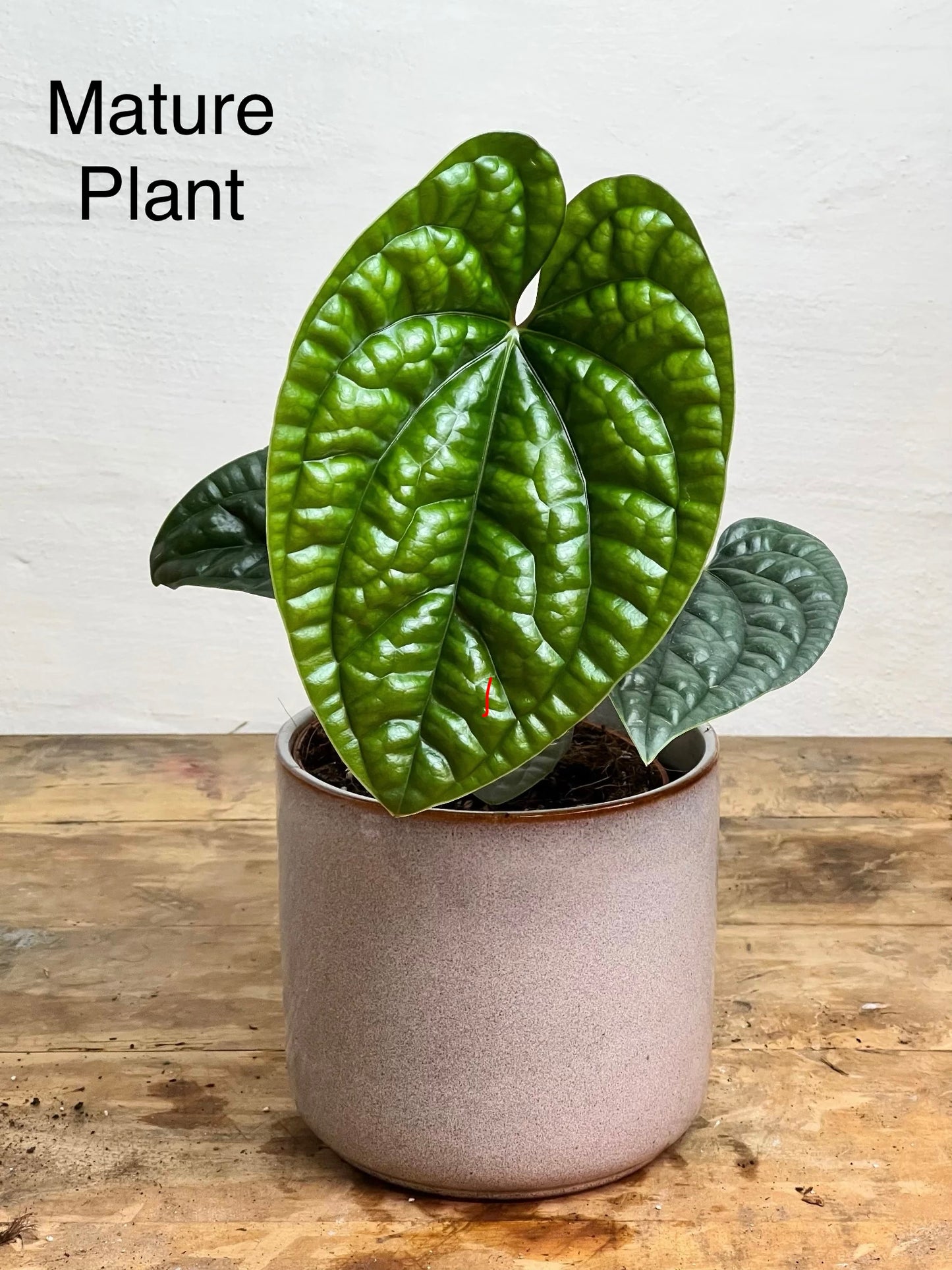 Anthurium Luxurians Tissue Culture