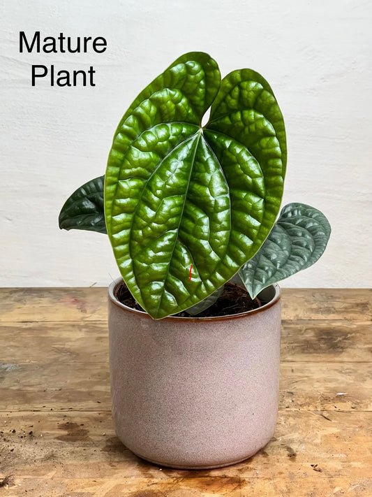 Anthurium Luxurians Tissue Culture Plant