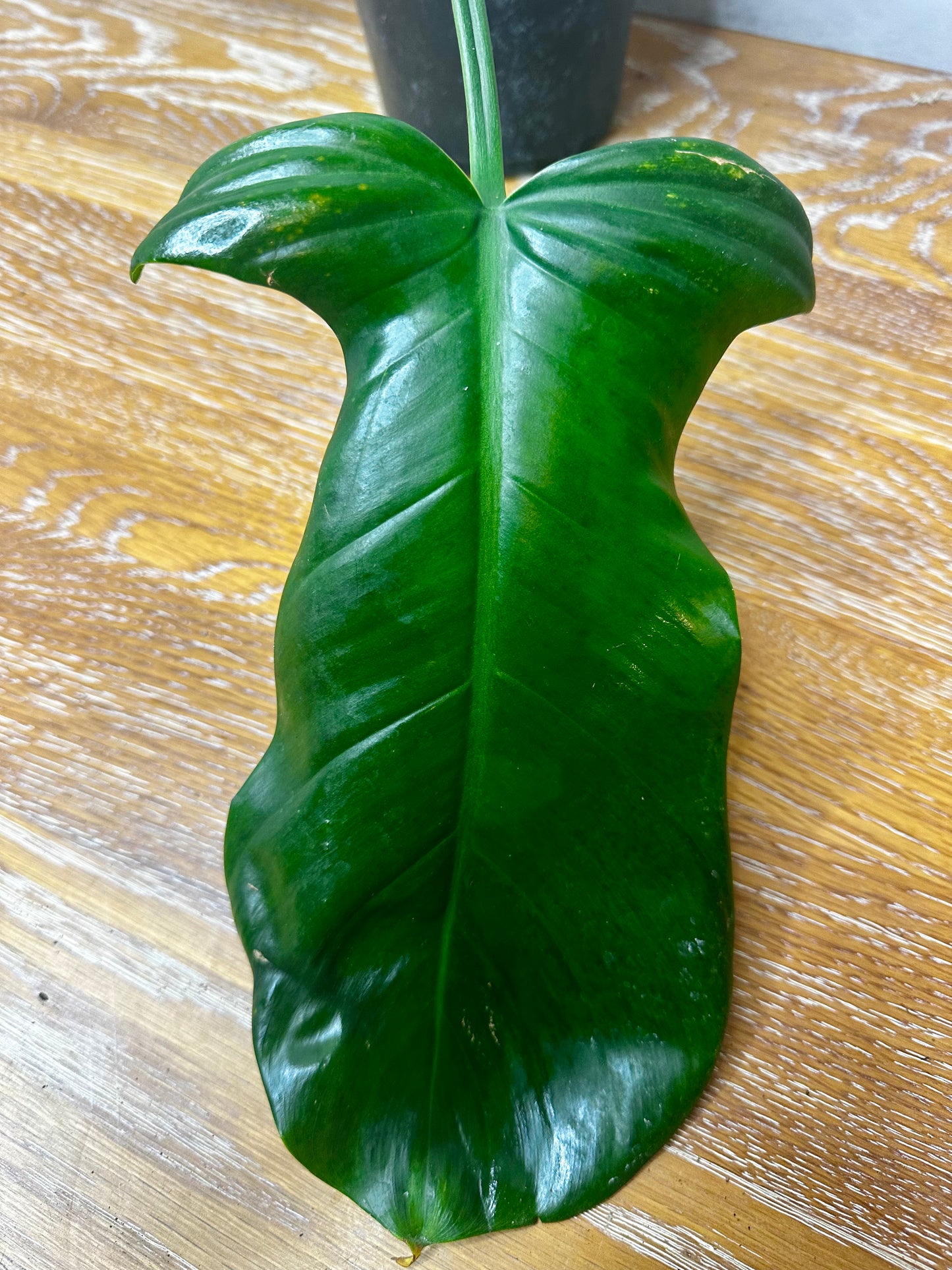 Philodendron Green Congo x Squam Reverted