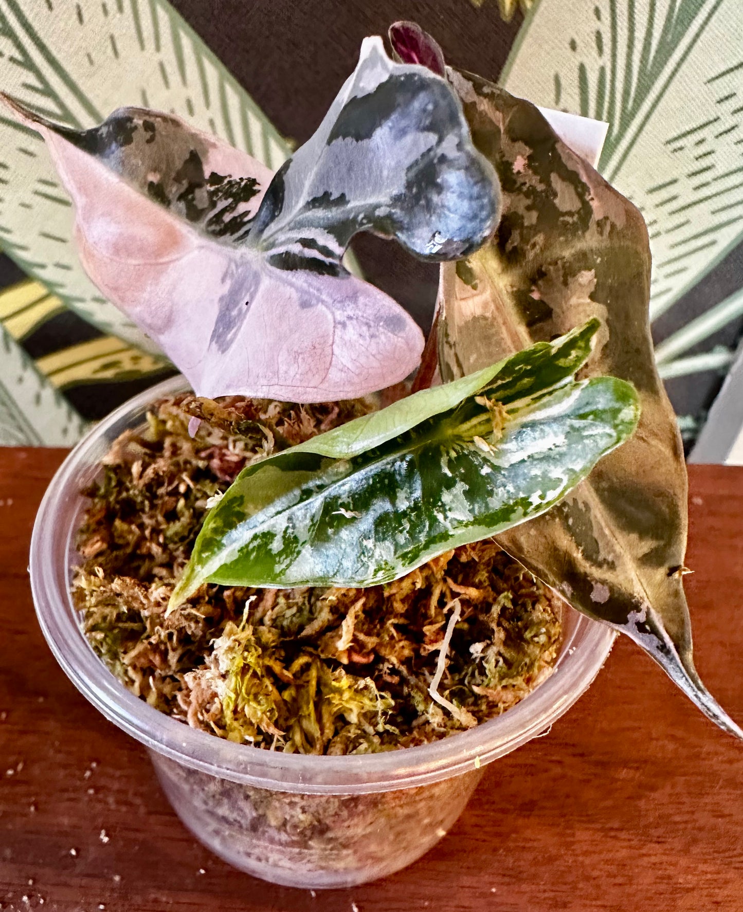 Alocasia Polly Pink Snow