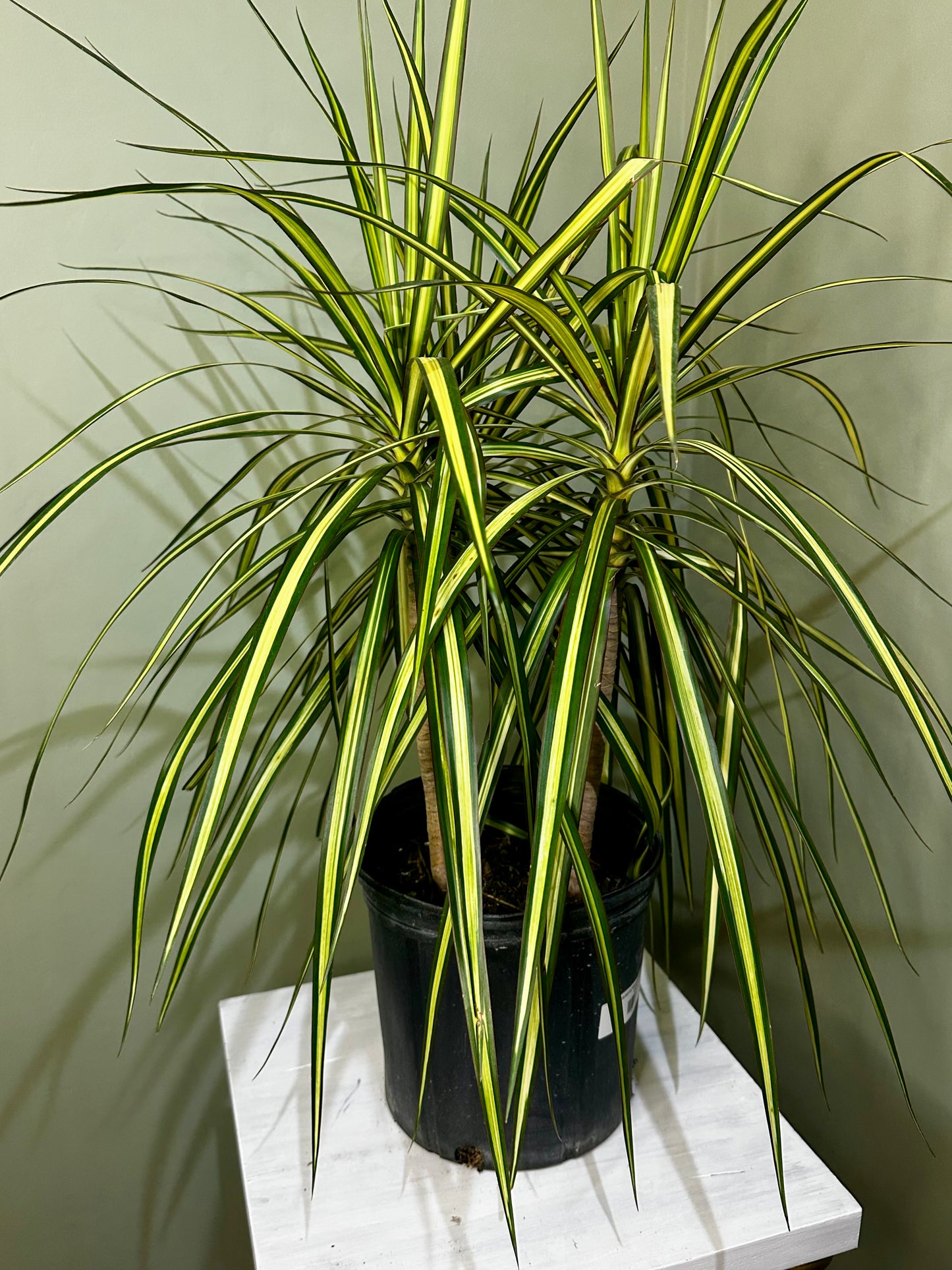 Dracaena Marginata Kiwi Bush