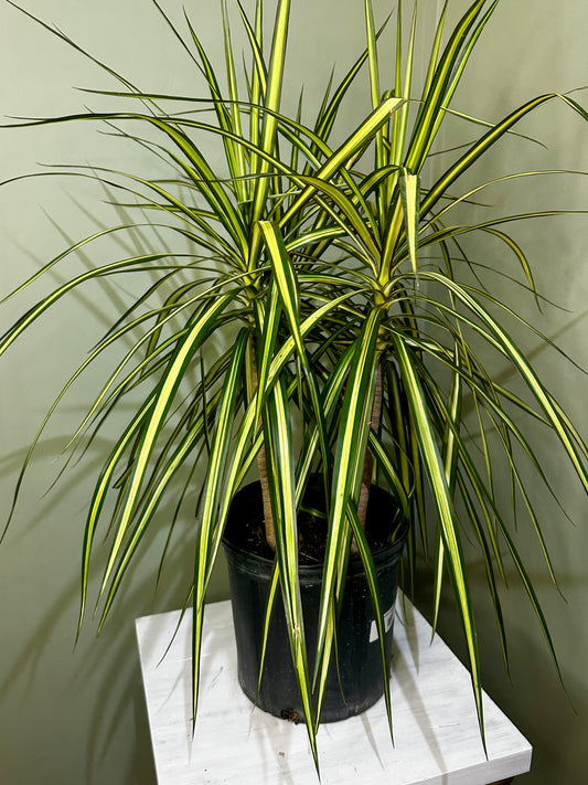 Dracaena Marginata Kiwi Bush