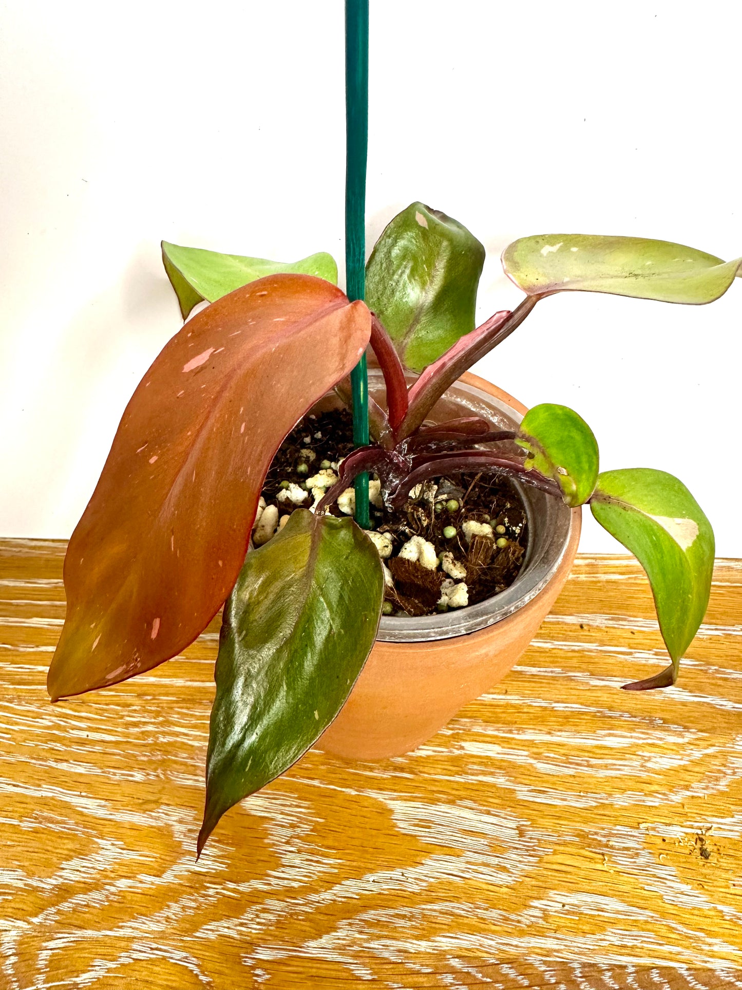Philodendron Persimon Princess