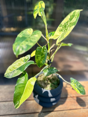 Philodendron  Variegated Burle Marx