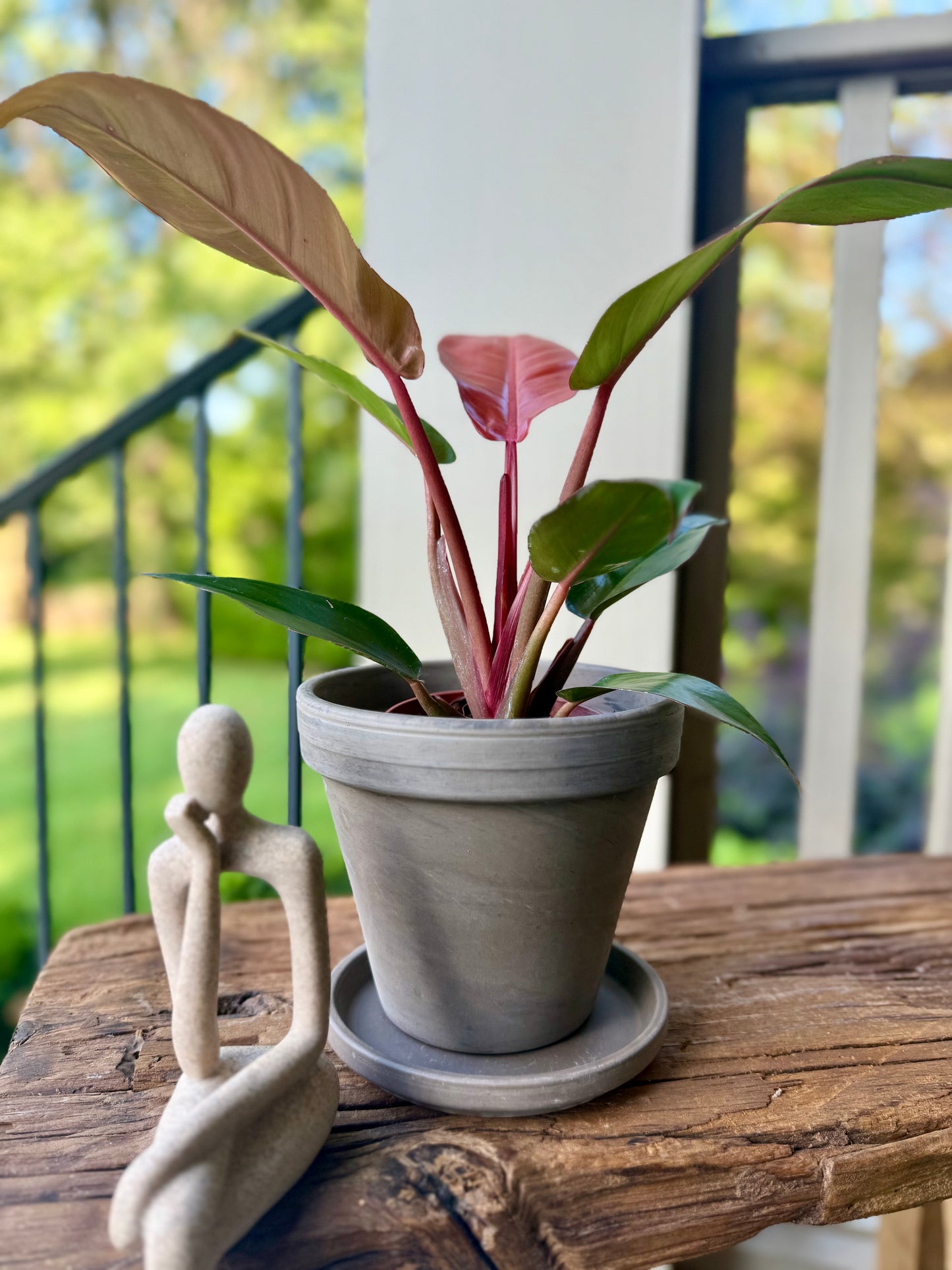 Philodendron Red Sun