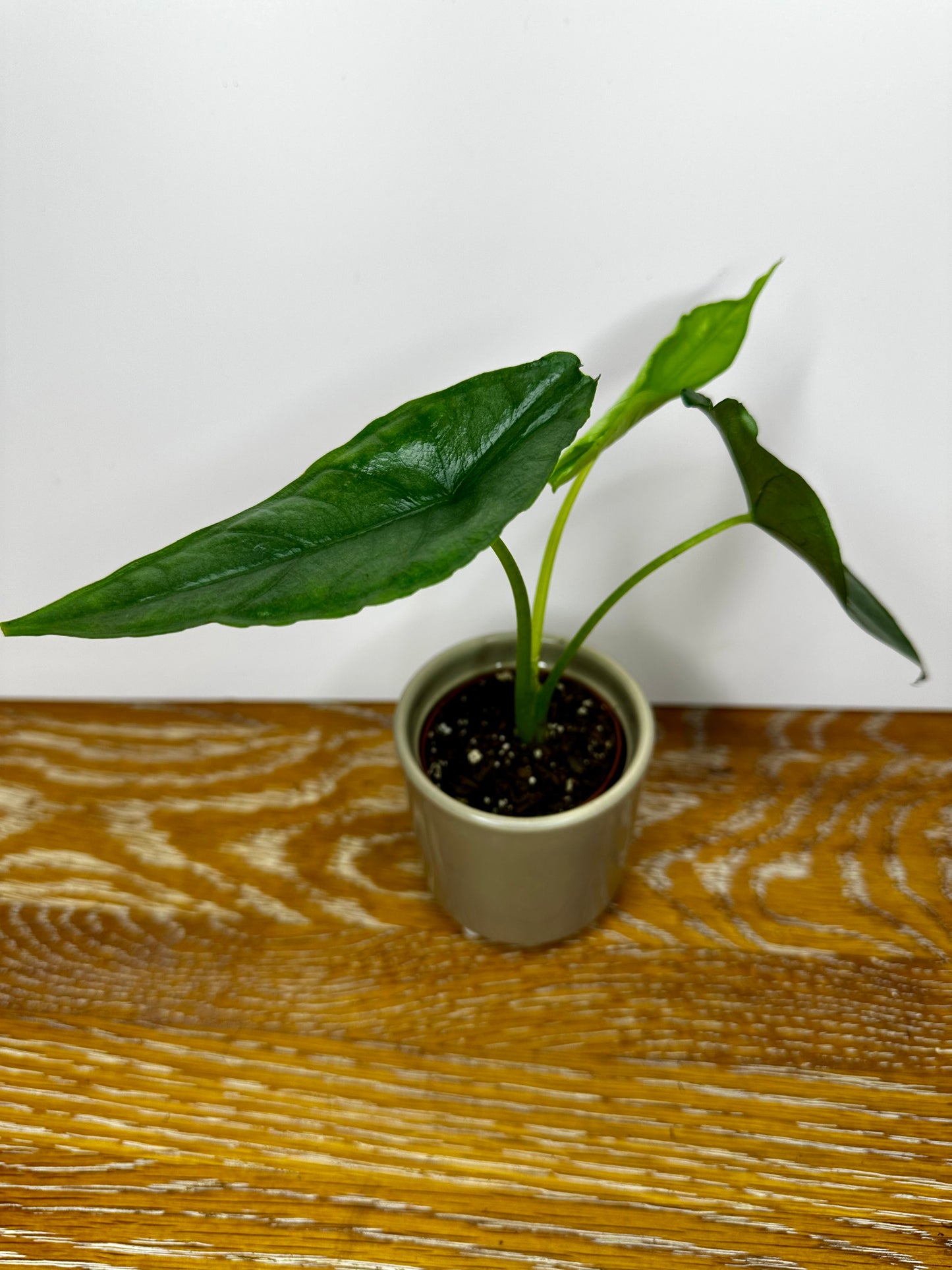 Alocasia Dragon's Breath