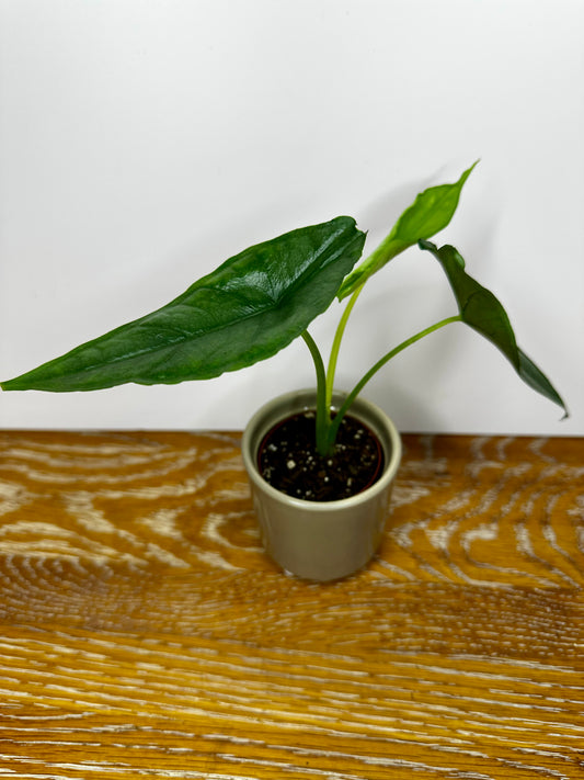 Alocasia Dragon's Breath