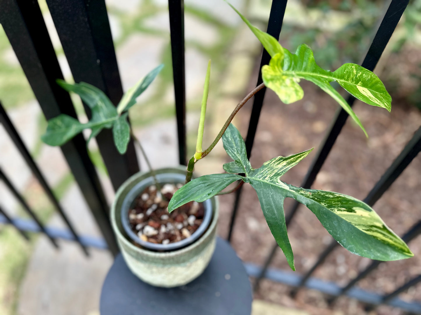 Philodendron Florida Beauty