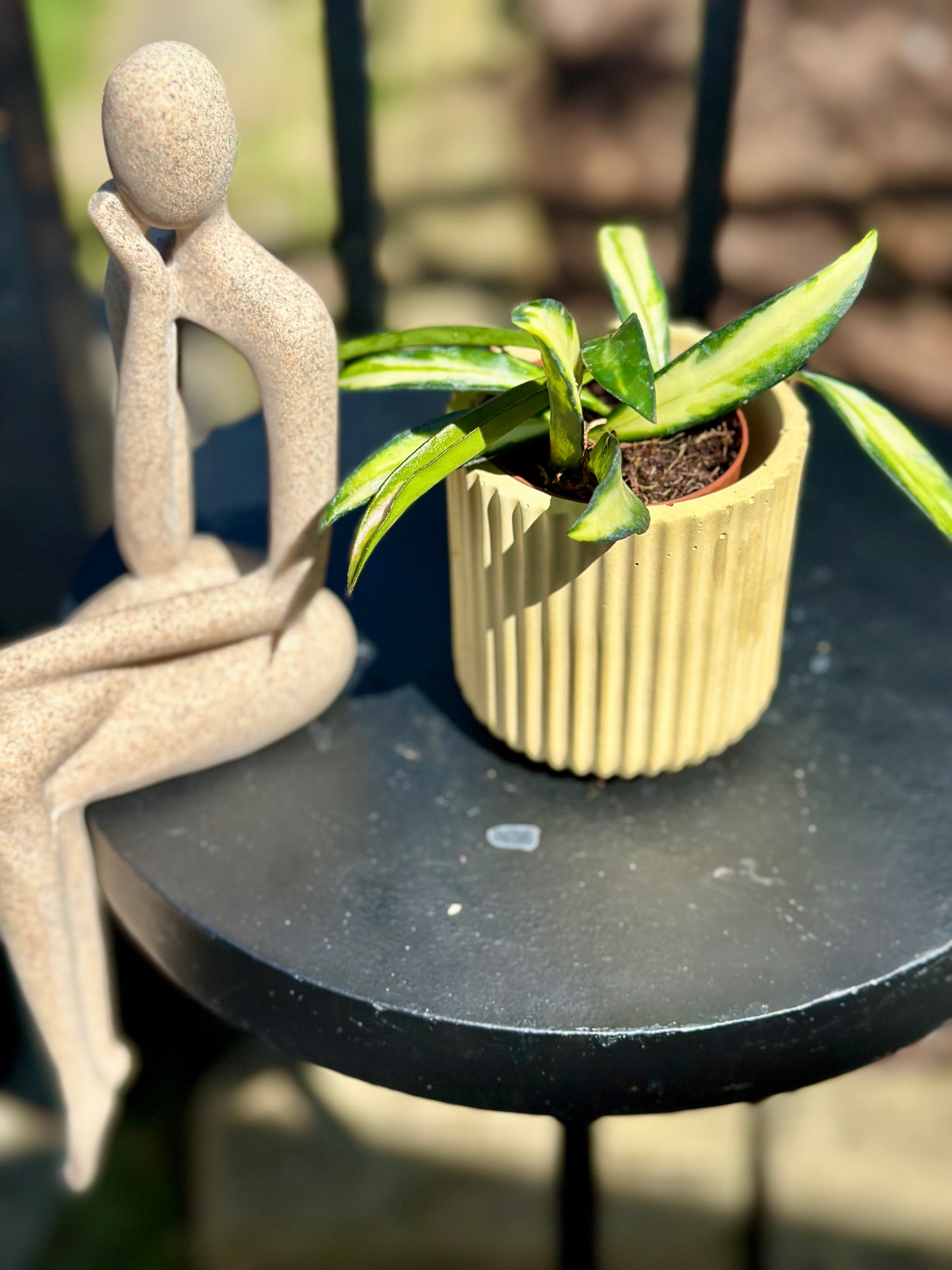 Hoya Wayetii Tricolor